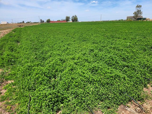 Moroccan Mint (Mentha) - Premium Quality - Image 4
