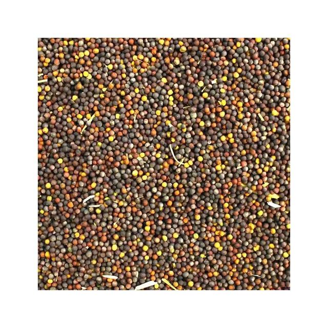 High quality canola seeds offered at wholesale price for edible oil producers - Image 1