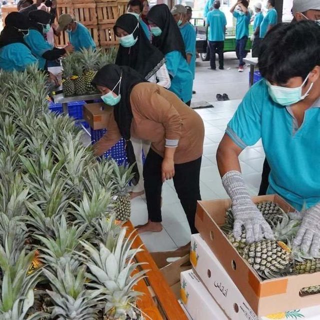 Premium Organic Fresh Pineapple Indonesia - Image 5