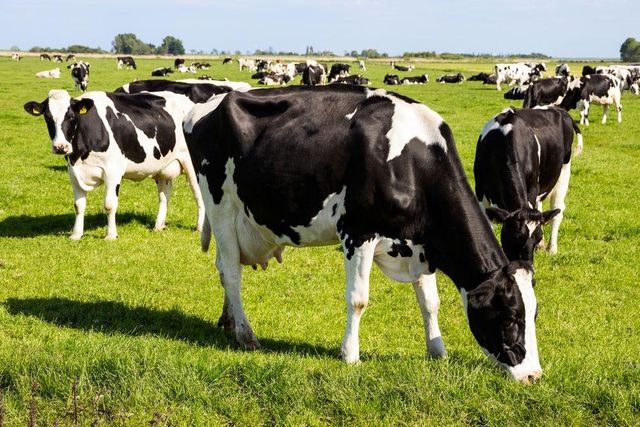 Healthy Live Holstein Cows Ready For Dairy Production With Excellent Genetics And Strong Daily Milk Performance - Image 4
