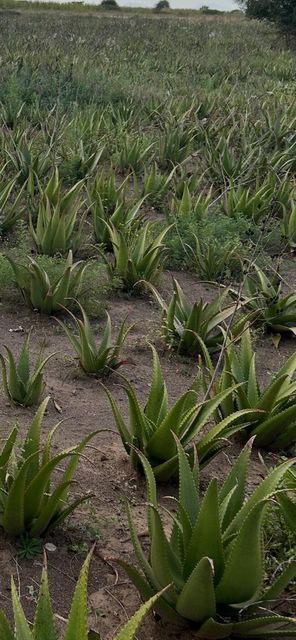 ALOEVERA GUM Origin Kenya Lead Time One - Image 3