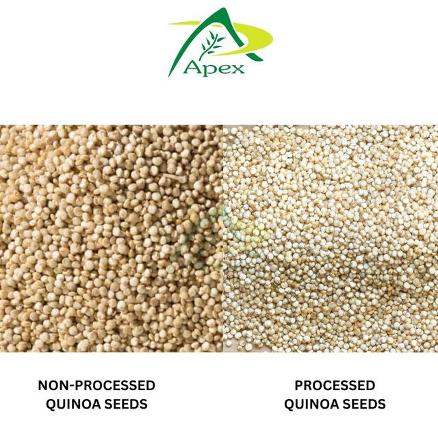 White Quinoa Seed , Quinoa Seed whole ,Quinoa Seeds, White Quinoa , Quinoa , White Quinoa Seed Bulk Supplier From India - Image 2