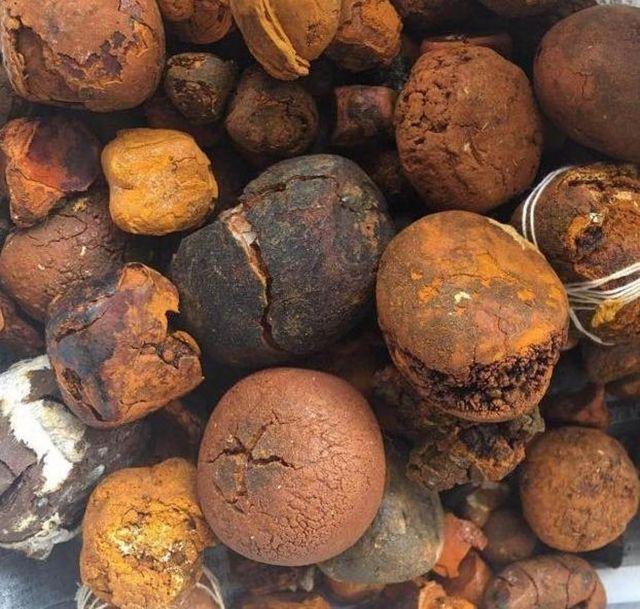 Ox Gallstones Cattle Source | 100% Natural Top Grade High Purity Black | for Feed | Buy Wholesale 25kg - Image 5