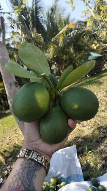 green lemon - Image 4