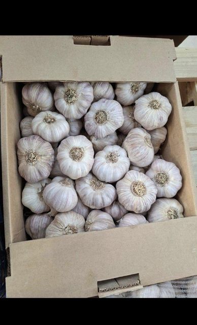 Garlic – product photo 1, product detail gallery