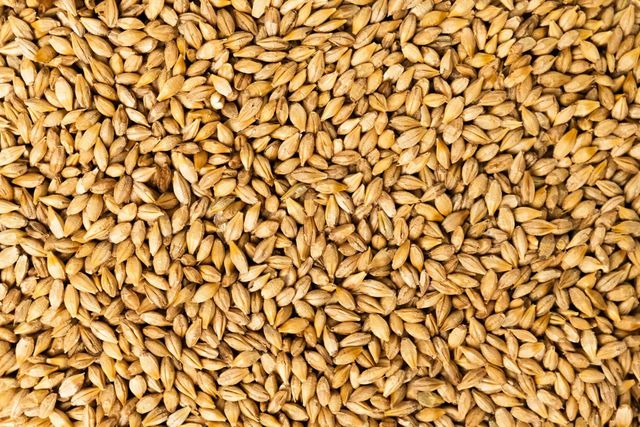 Top Grade Premium Organic Barley Seeds Bulk Malted Barley Grain 24-Month Shelf Life for Animal Feed and Sale - Image 4