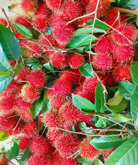 Fresh Rambutan Origin Sri Lanka Color Red , yellow Quality Premium quality Place of Origin Sri Lanka Packaging Details Box ppacking - Image 3