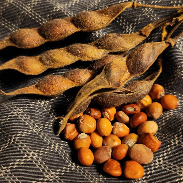 High Protein Natural Pigeon Peas Wholesale Pigeon Peas For International Buyers Seeking Nutritious Legume Sourcing - Image 4