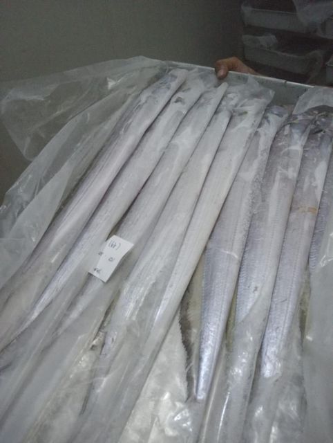 Ribbon Fish (带鱼/갈치/太刀魚/Layur) Origin Indonesia Size 100gr-1000up Port Tanjung Perak Freshness Level Other Fish Type Ribbon Fish - Image 3