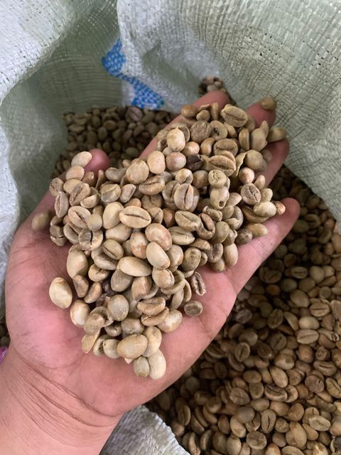 Green Beans Coffee robusta Organic No Decaffeinated No Bean Type Robusta Degree of Processing Raw - Image 3