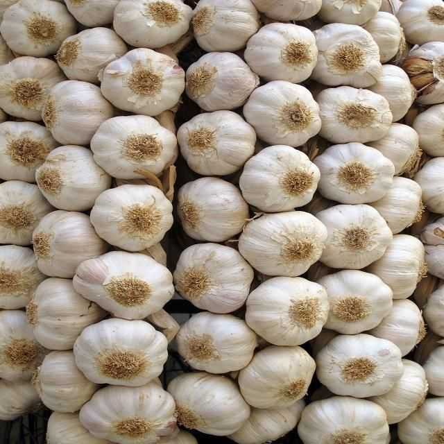 New Crop High Quality Fresh Garlic Best Wholesale Price Directly Exported Commodity From Chinese Supplier - Image 4