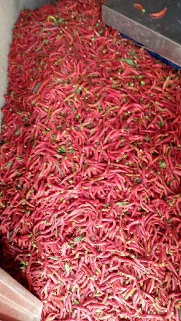 Red dried chillies Place of Origin Pakistan Grade A + graded red dried chillies Packaging Details On buyer - Image 6