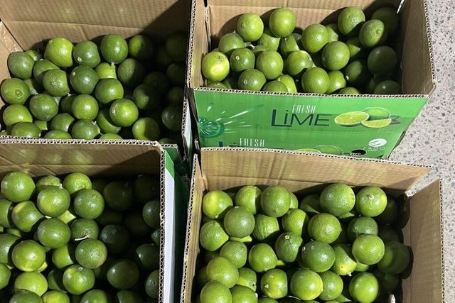 Vietnam Fresh Seedless Lime High Quality Juicy Green 6cm Size 12 Months Shelf Life Manufacturer Direct Farm Price Export - Image 5