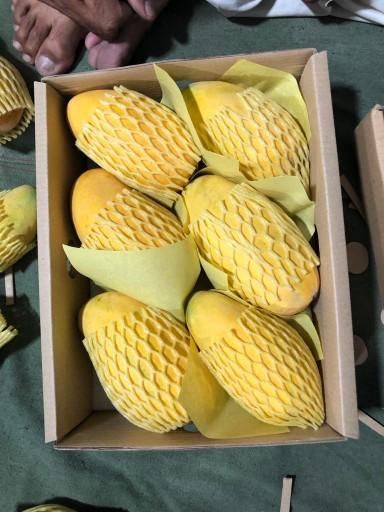 Fresh Mango (10/ KG Cartons) - Image 3
