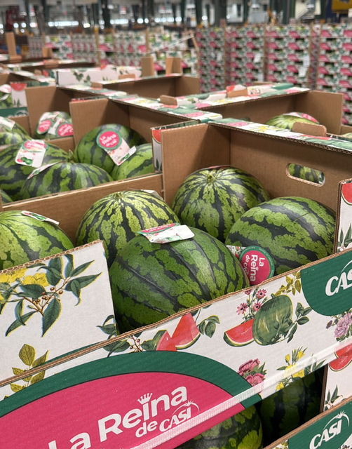 Best Brand Watermelons La Reina Fresh Large-Size Watermelon 6 Per Carton Selected for Premium Markets On Sale - Image 3
