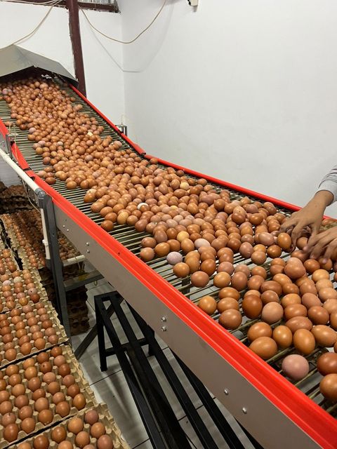Fresh Chicken Egg - Image 3