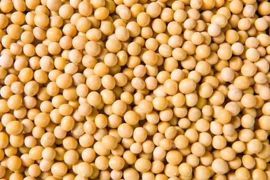 Premium Non-GMO Soybean-High Quality Organic and safe Soy Beans For Food and Feed - Image 5