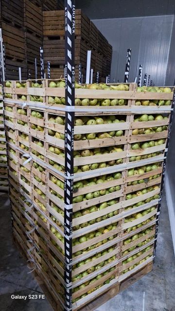 Fresh Pear Novembra/Xenia Flavor Sweet Texture Crisp Type Fresh Fruit Skin Quality Smooth Packaging Wood Boxes Harvest Time Peak Ripeness - Image 3