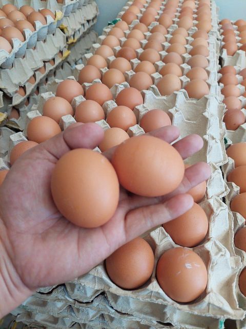 Farm Fresh Chicken Table Eggs Brown und White Shell - Image 3