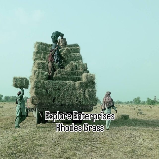 Rhodes Grass - Image 1