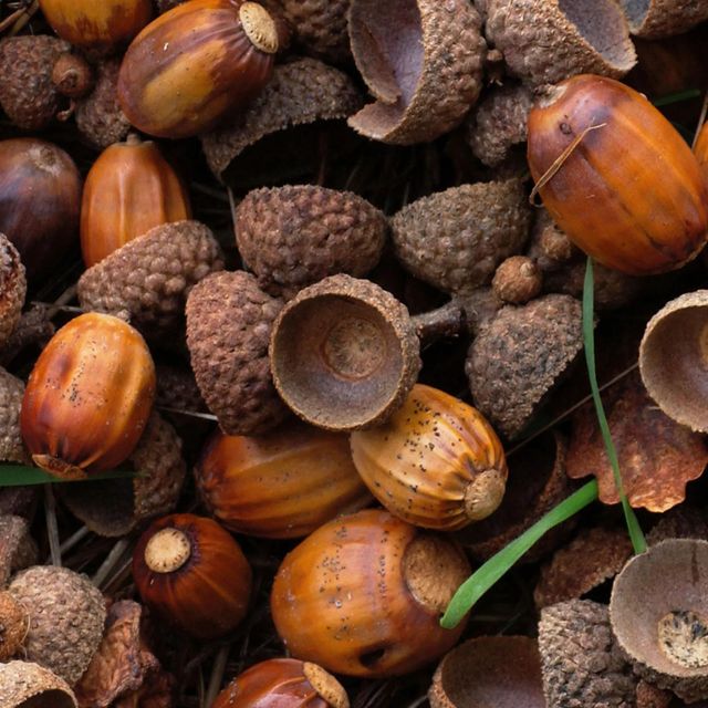 Premium Acorns Fresh Whole Seeds Natural Forest Harvest Rich In Fiber And Nutrients Traditional Food Ingredient Ideal For Animal Feed Craft And Processing Use Buy Now Fast Delivery Premium Quality Wholesale - Image 3