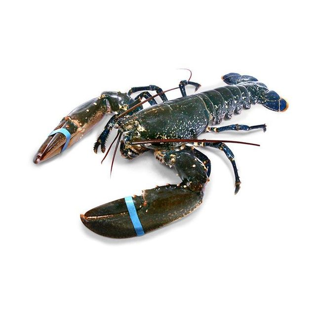 Premium quality raw whole lobster prepared for bulk buyers with fast delivery - Image 4