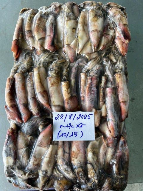 Frozen black squid whole round - Vietnam origin - Image 4