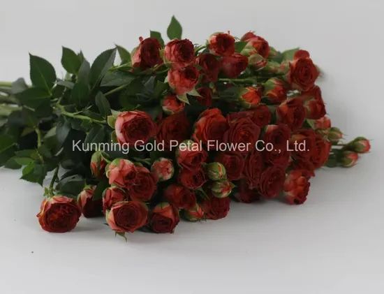 Fresh Cut Flower Rose Chocolates Rose for Best Decoration - Image 3