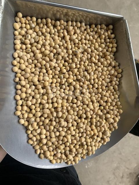 New 100% fresh high quality organic soybeans grow from Vietnam Organic Dried Yellow Soybeans For Sale - Image 4