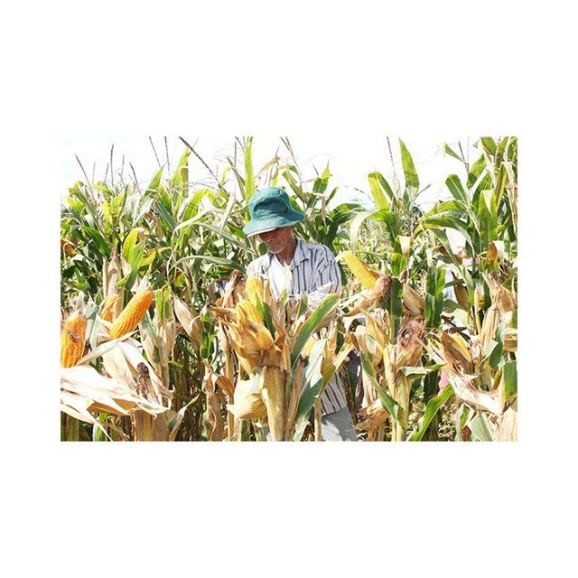 premium whole corn kernels for making cornmeal tortillas popcorn and baking natural dried corn grains ideal for cooking healthy meals traditional dishes and everyday kitchen use - Image 3