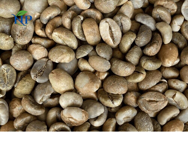 Robusta Coffee scr 18-Wet Polished - Image 3