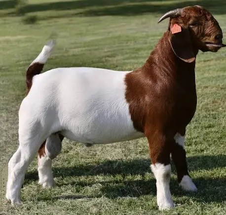 Boer Goats / Dorper sheep at wholesale price/ High Quality Purebred Boer goats at cheapest Price for export worldwide - Image 2