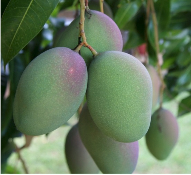 Mangos - Image 3