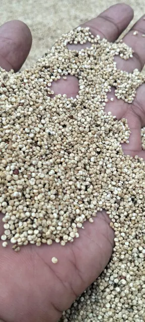 Raw Quinoa Quinoa Grains Quinoa seeds Unpeeled Quinoa Unwashed Quinoa - Image 3