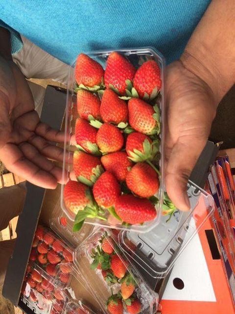 fresh strawberreis - Image 3