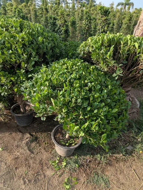Semi ficus football shaped available for export big stock available like ficus nitida and panda ficus - Image 4