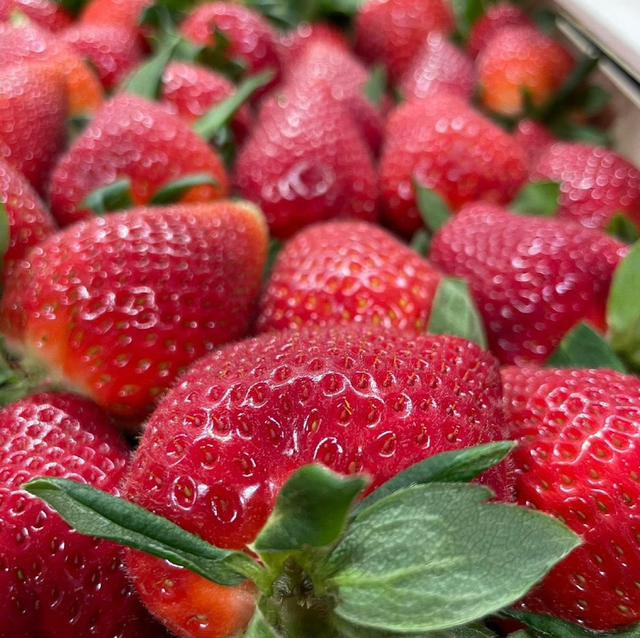 International Standards Fresh Strawberries, Clean Vibrant Red Strawberry Packaging 200g,12kg Cartons - Image 3