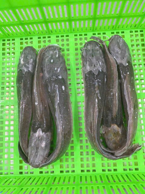 Walking Catfish Origin Vietnam Antibiotic Use Free Chemical Additives Free Product Type Fish & Fish Products Antibiotic Monitoring Strictly Monitored According To Antibiotic Form Farmed - Image 3