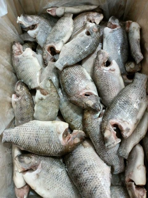 Frozen Black Tilapia Whole Gutted Cleaned WGS/ Tilapia mossambicus Competitive Price - Image 5