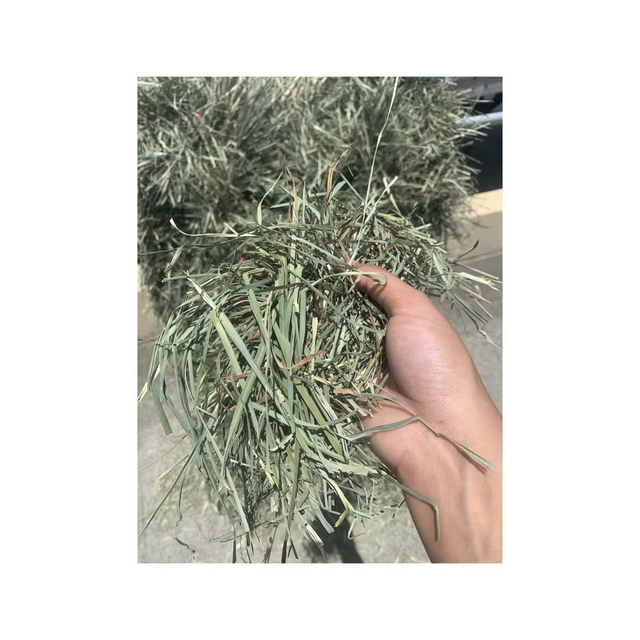 Nutrient Rich Timothy Hay For Rabbit Feeding Programs Delivering Reliable Forage Texture And Fiber Content - Image 3
