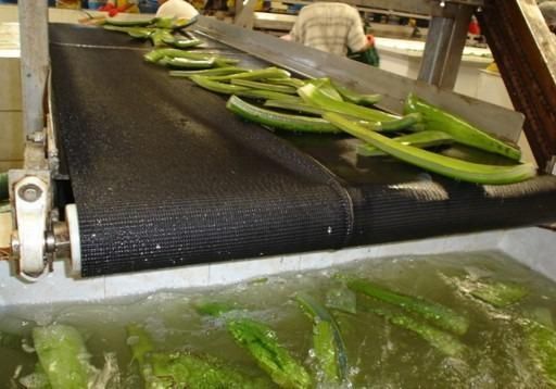 Organic aloe vera pulp - Image 4