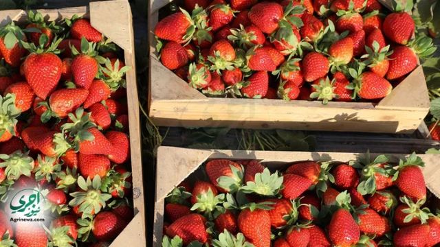 the strawberry Grade 1 Organic Yes Packaging 15 Origin Germany, Italy, Netherlands, Other, Spain Varieties Florida, Fortuna, Winter Down, Festival - Image 2