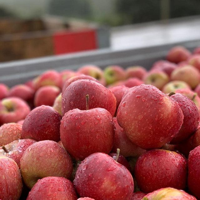 Fresh Quality Royal Gala Apples premimum export quality class 1 grade excellent packing - Image 4