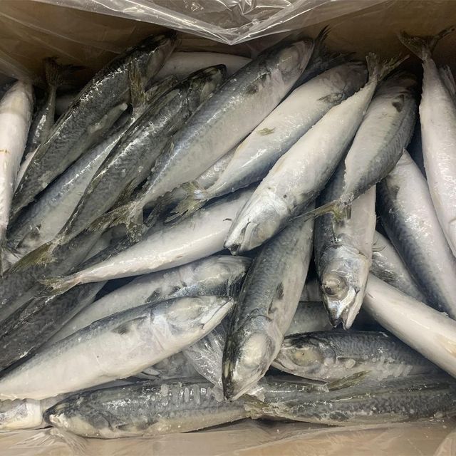 Wild Caught Frozen Atlantic Herring Whole Fish IQF Packed in Bulk for Export Wholesale Business - Image 3