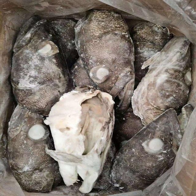 FROZEN FISH HEAD - Image 6