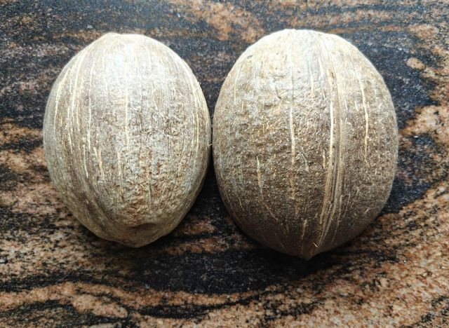 Coconut Shell oval ice cream cup - Image 3