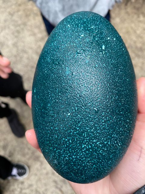 Farm raised emu eggs export grade - Image 2