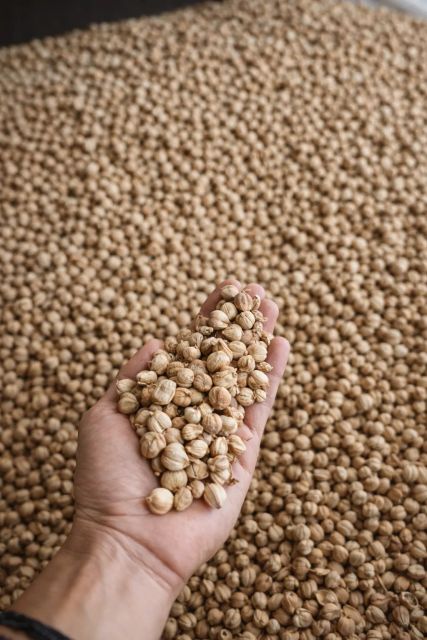 Premium Indonesian White Cardamom - Image 4