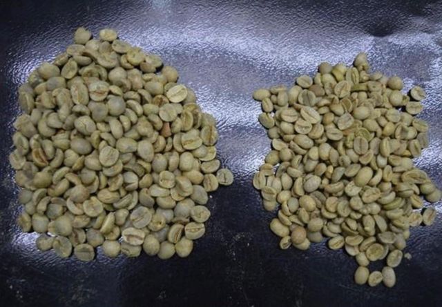 Brazilian Arabica Green Coffee Beans – FC Santos, 17/18 Screen – product photo 3, product detail gallery