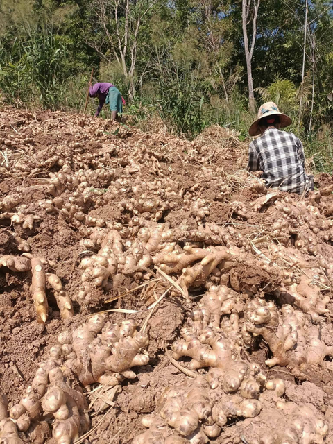 Premium Fresh Ginger Root for Export – High Quality Mature Ginger Bulk Supply - Image 4